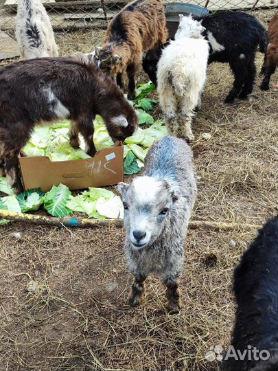 Козлята Ламанча