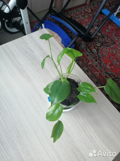 Комнатные цветы