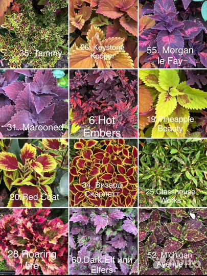 Колеус вегетативный, срезы