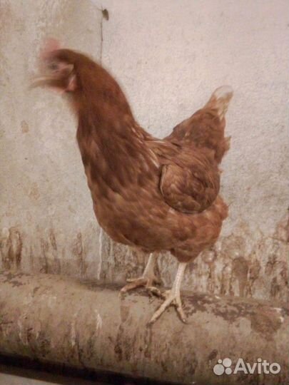 Куры Несушки
