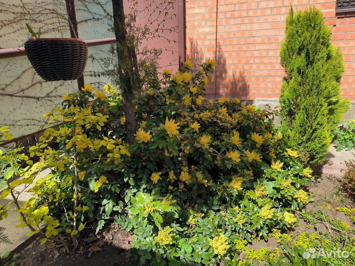 Магония падуболистная