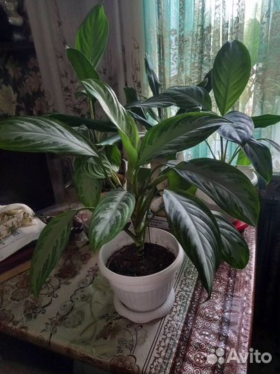 Аглаонема Бьюти Бей