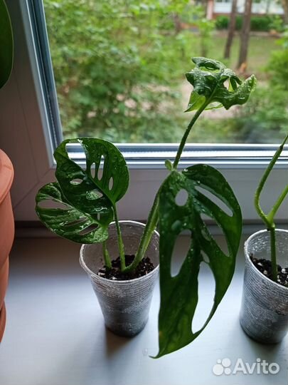 Сингониум Монстера Сциндапсус Колеус