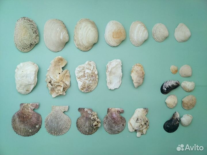 Раковины устриц Ракушки Гребешки Раковины морские