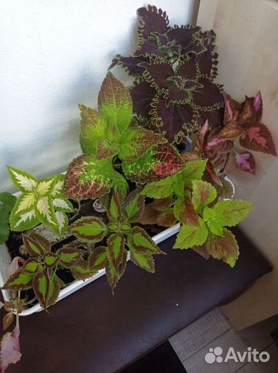 Колеусы сортовые