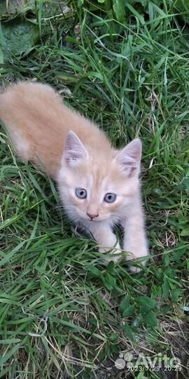 Котики бесплатно в добрые руки