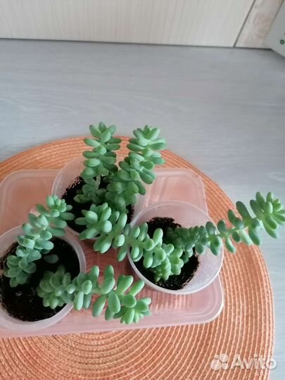 Очиток Моргана. Суккуленты