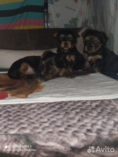 Йоркширский терьер