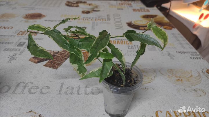 Комнатные цветы