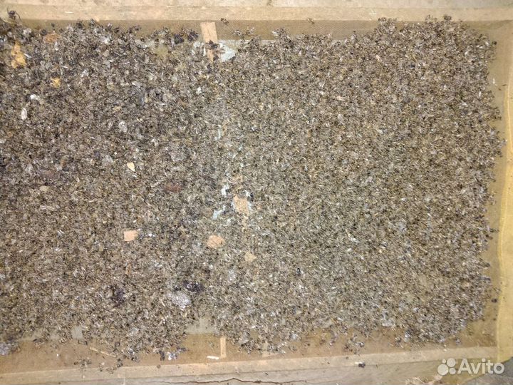 Пчелиный подмор