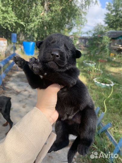 Щенок в добрые руки бесплатно