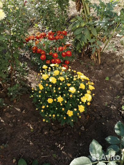 Хризантемы мультифлора