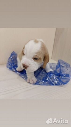 Щенок бигль мальчик