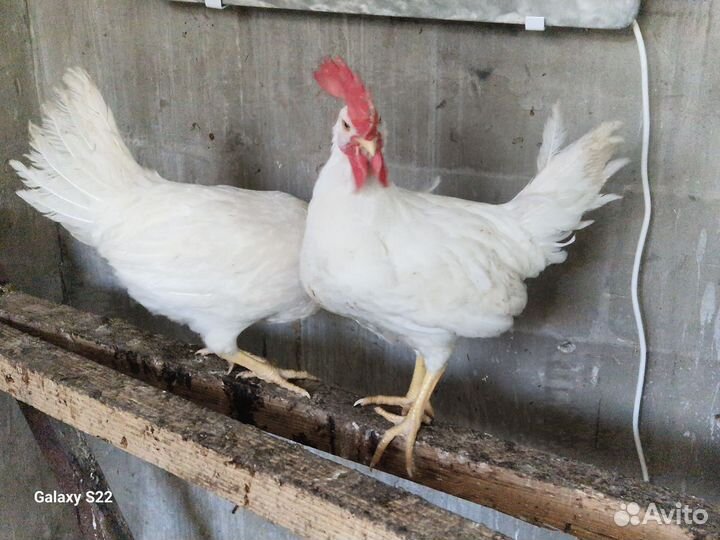 Петух Леггорн