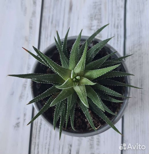 Суккулент хавортия