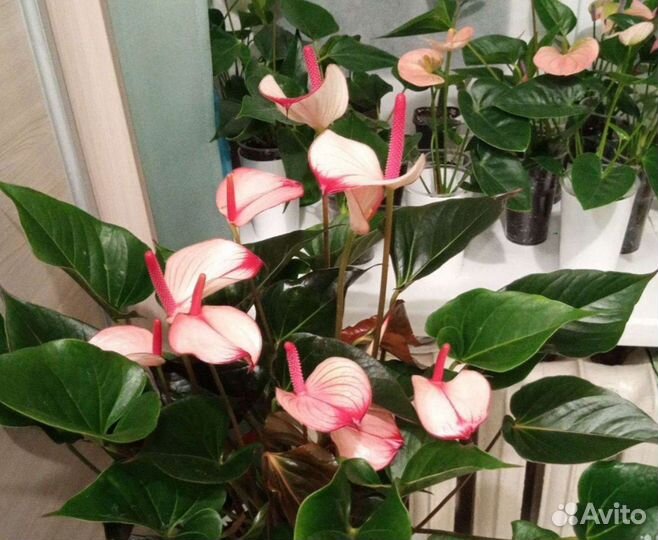 Антуриум Мистик коллекционный крупномер