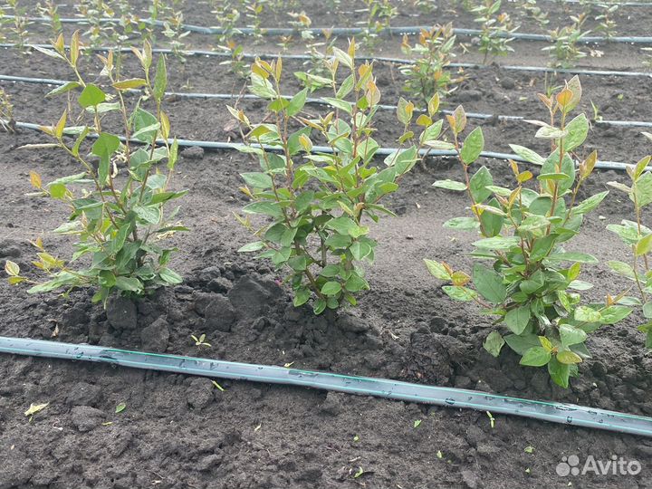 Саженцы кизильник блестящий