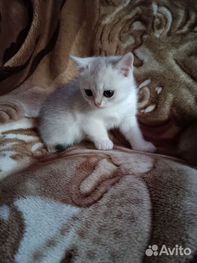 Котята золотая шиншилла