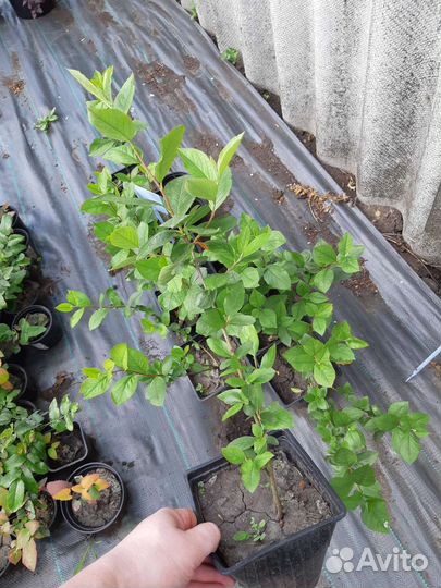 Черноплодная рябина (арония)