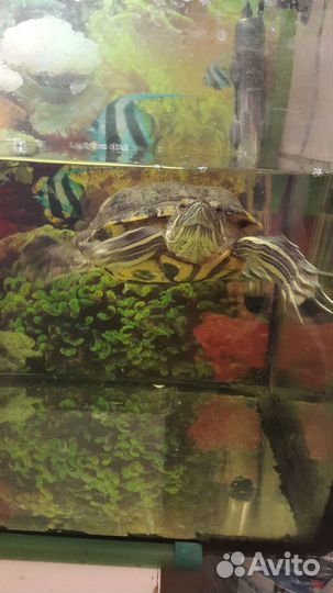 Аквариум 260л. б/у с тумбой и выносным фильтром