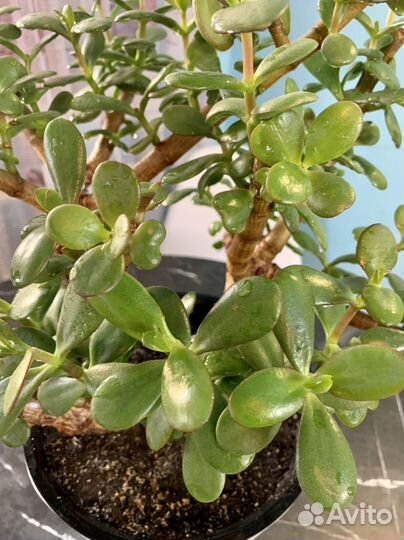 Толстянка под бонсай