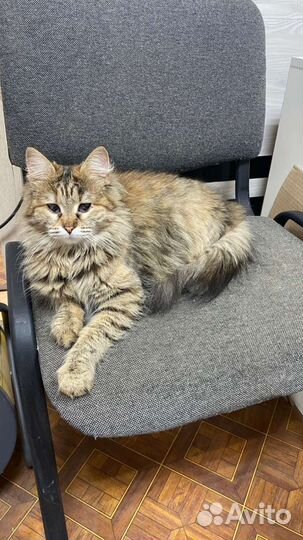 Кошечкам нужен дом