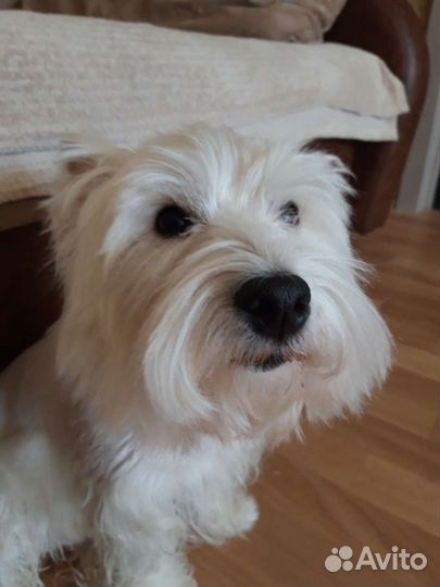 Вест-хайленд-уайт-терьер, девочка для вязки