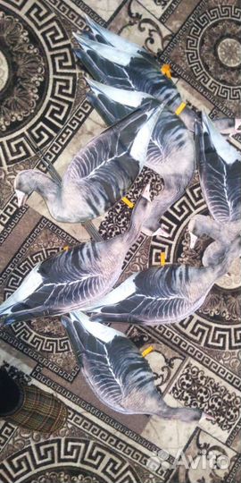 Гусиные профиля