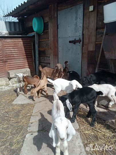 Козлята нубийские