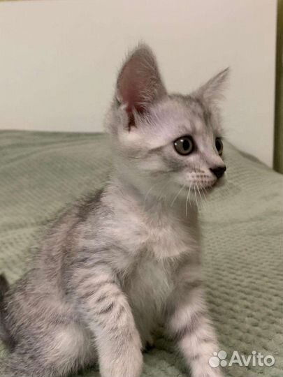 Кошечка в добрые руки