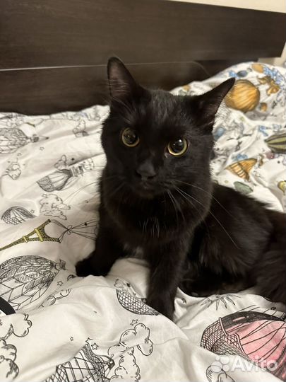 Нешли кошку