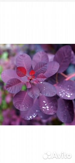 Скумпия Роял Перпл