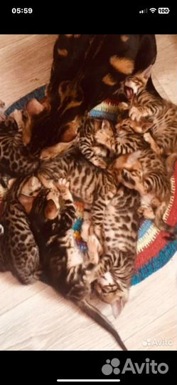 Мраморята и леопардики