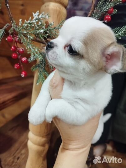 Щенки чихуахуа РКФ