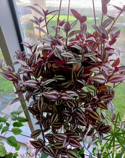 Комнатные растения