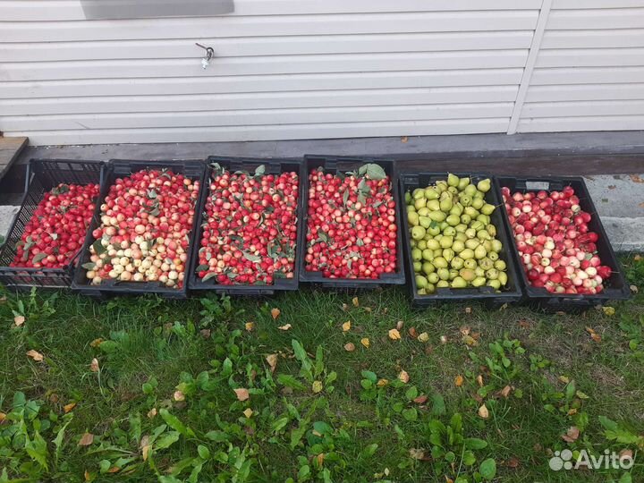 Приму ягоду, яблоки, грушу. На переработку