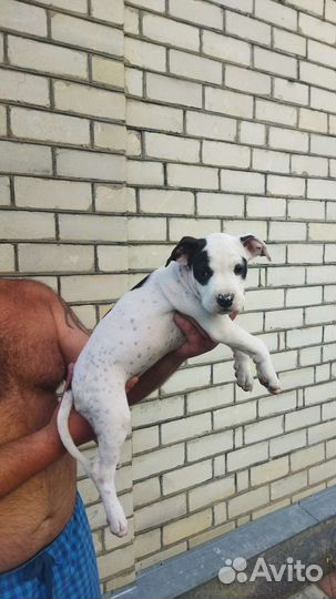 Щенки питбуля