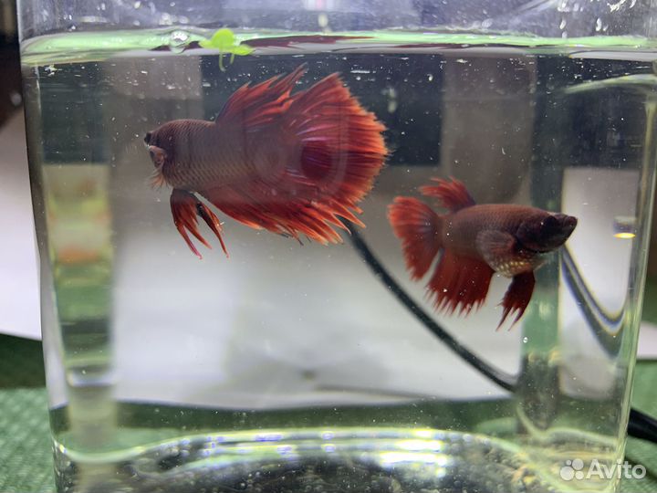 Гуппи чистых линий,живородка. Петушки
