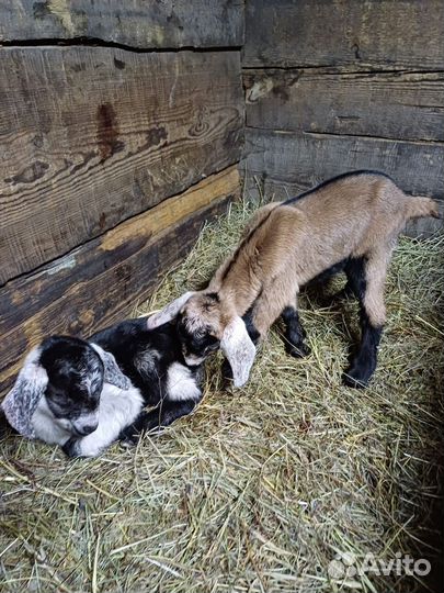 Козы,козлята