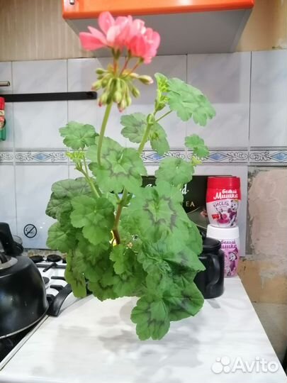 Пеларгония герань сортовая