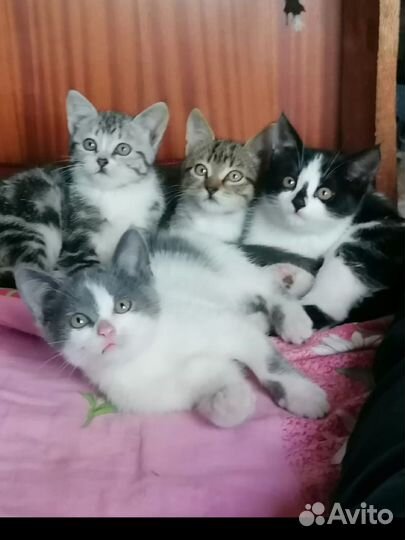 Очаровательные котята в добрые руки