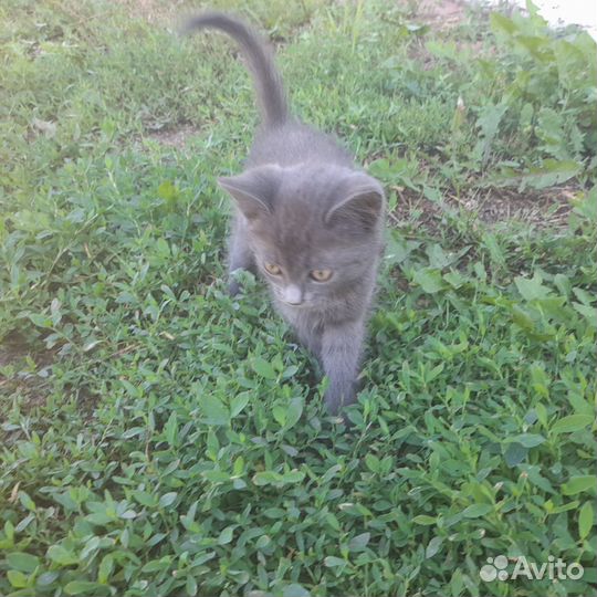 Отдам котенка в добрые руки