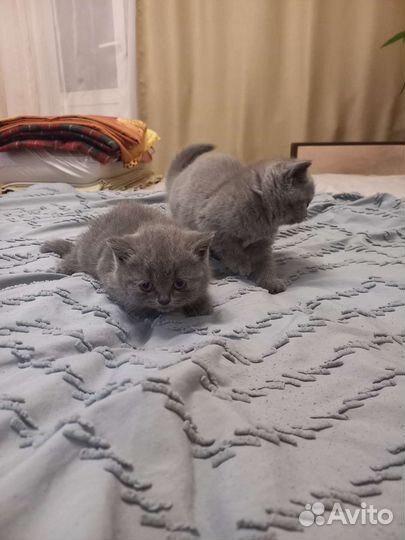 Британская кошка