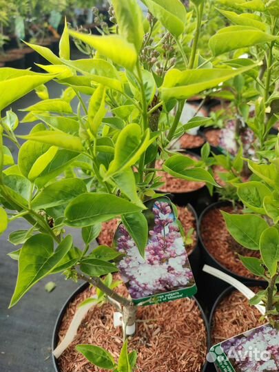 Сирень красавица Москвы