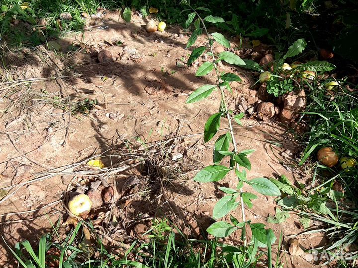 Саженцы годжи