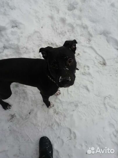 Питбуль Боня