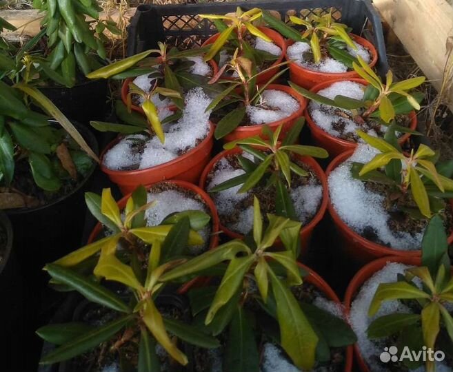 Рододендрон Гаага