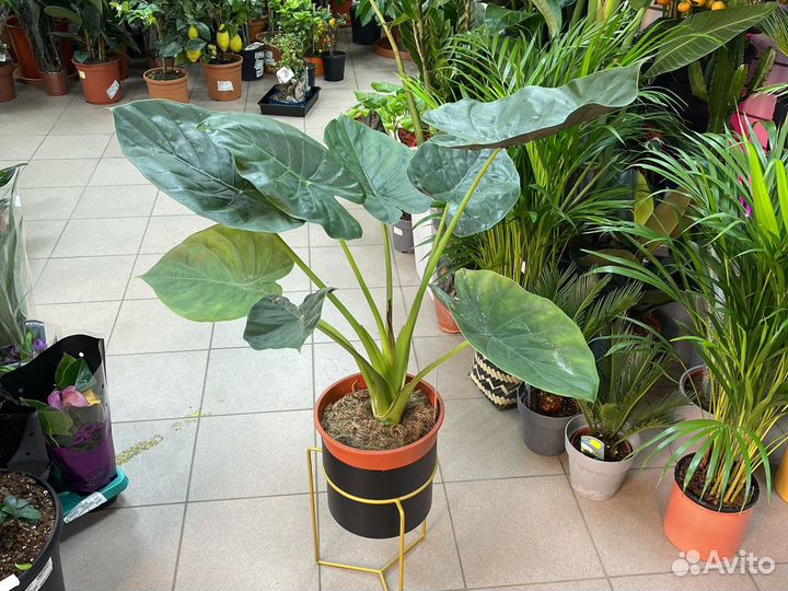 Алоказия венти