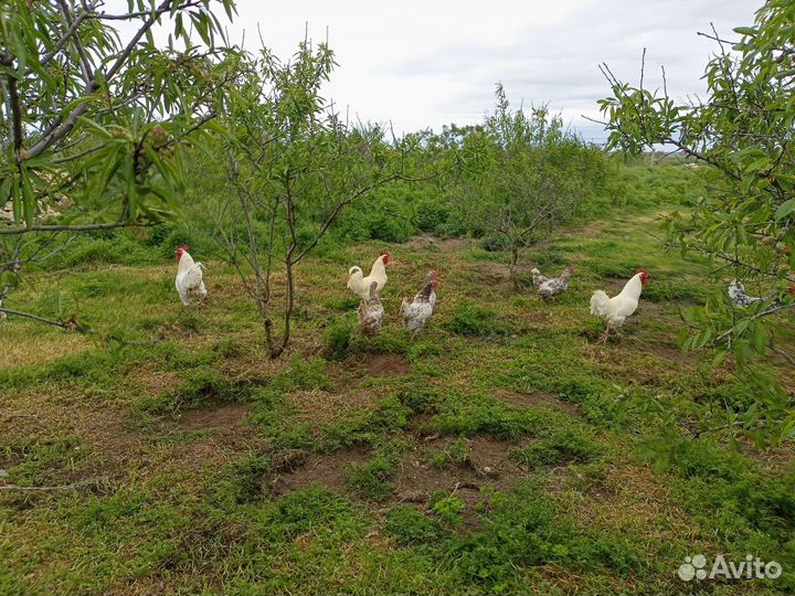 Инкубационное яйцо породистых кур