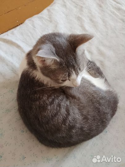 Кошка в дар